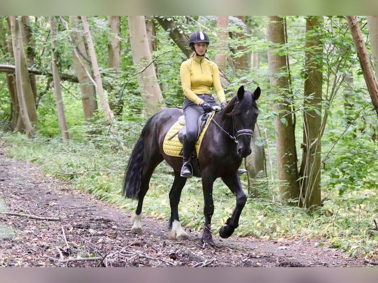 Tinker Hongre 4 Ans 150 cm Noir in Bogaarden