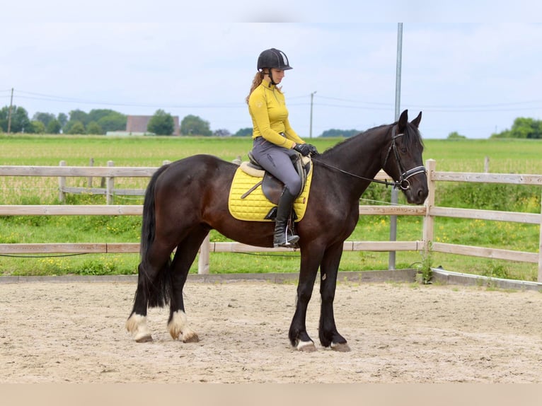 Tinker Hongre 4 Ans 150 cm Noir in Bogaarden