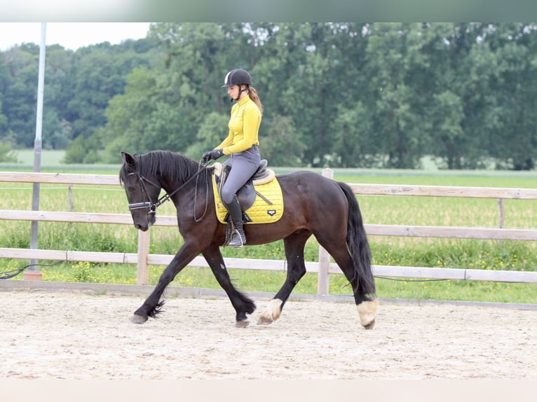 Tinker Hongre 4 Ans 150 cm Noir in Bogaarden
