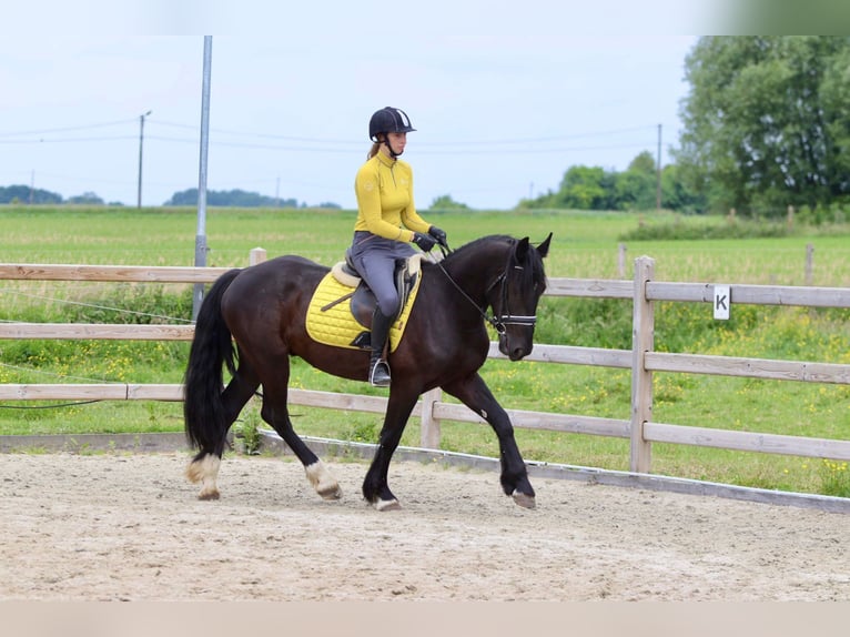 Tinker Hongre 4 Ans 150 cm Noir in Bogaarden