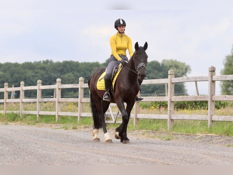Tinker Hongre 4 Ans 150 cm Noir in Bogaarden