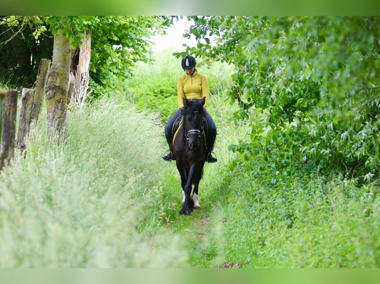 Tinker Hongre 4 Ans 150 cm Noir in Bogaarden