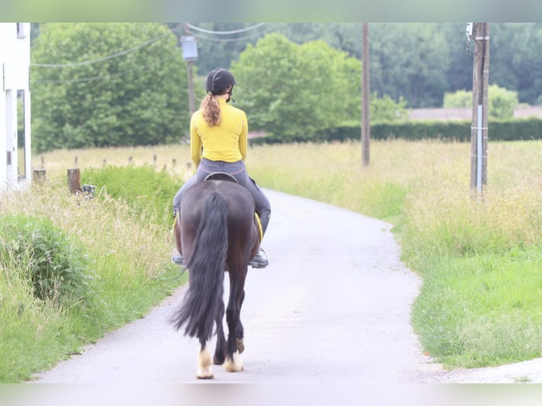 Tinker Hongre 4 Ans 150 cm Noir in Bogaarden