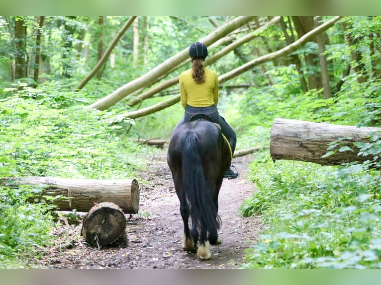 Tinker Hongre 4 Ans 150 cm Noir in Bogaarden