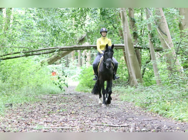 Tinker Hongre 4 Ans 150 cm Noir in Bogaarden