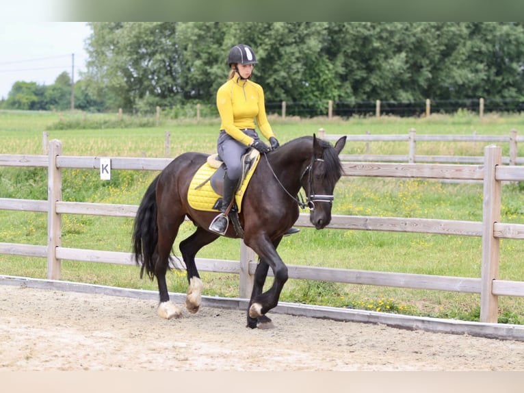 Tinker Hongre 4 Ans 150 cm Noir in Bogaarden