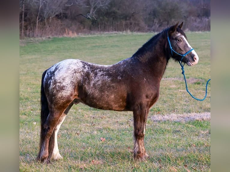 Tinker Croisé Hongre 4 Ans 150 cm Noir in Blairsville