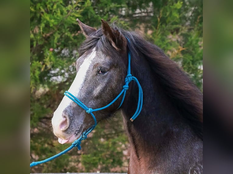 Tinker Croisé Hongre 4 Ans 150 cm Noir in Blairsville