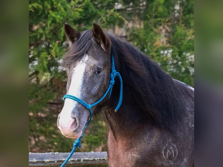 Tinker Croisé Hongre 4 Ans 150 cm Noir in Blairsville