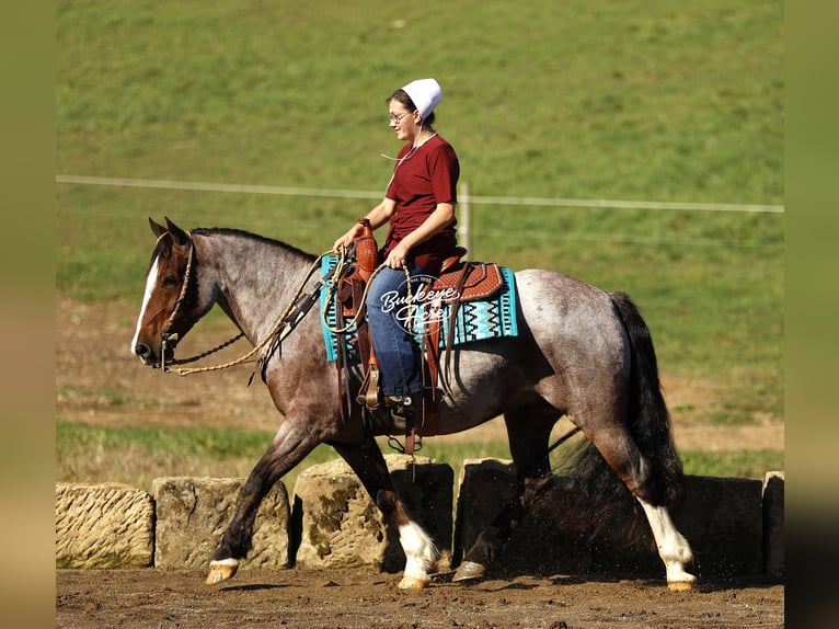 Tinker Croisé Hongre 4 Ans 150 cm Roan-Bay in Millersburg
