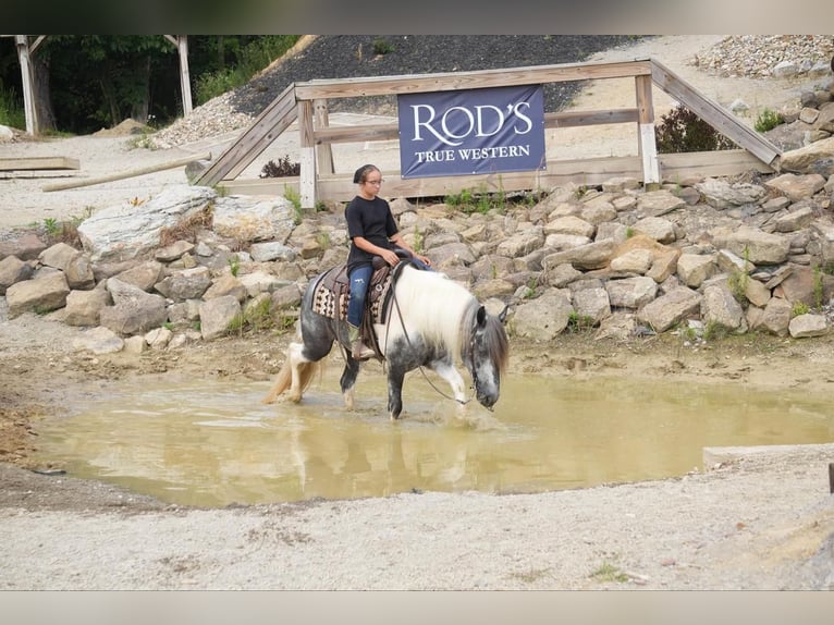 Tinker Croisé Hongre 4 Ans 150 cm Tobiano-toutes couleurs in Fresno, OH