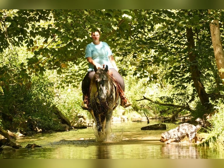 Tinker Croisé Hongre 4 Ans 150 cm Tobiano-toutes couleurs in Fresno, OH