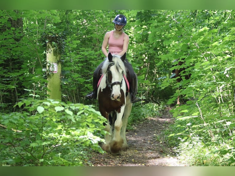 Tinker Hongre 4 Ans 151 cm Pinto in Pepingen