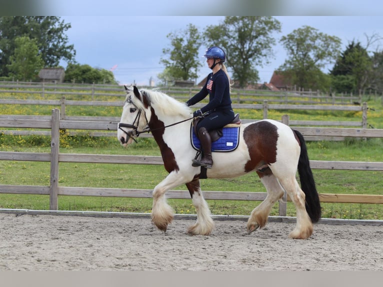 Tinker Hongre 4 Ans 151 cm Pinto in Pepingen