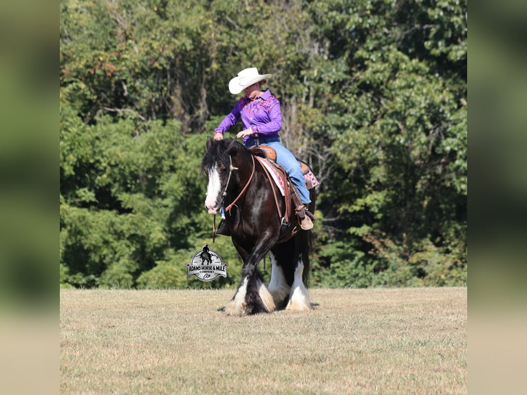 Tinker Hongre 4 Ans 152 cm Noir in Mount Vernon