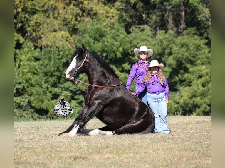 Tinker Hongre 4 Ans 152 cm Noir in Mount Vernon