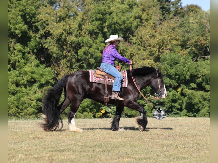 Tinker Hongre 4 Ans 152 cm Noir in Mount Vernon