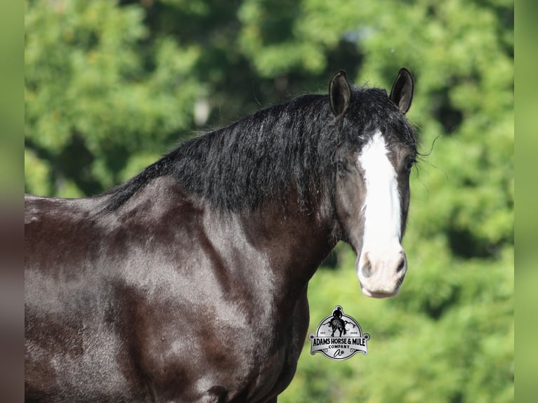 Tinker Hongre 4 Ans 152 cm Noir in Mount Vernon