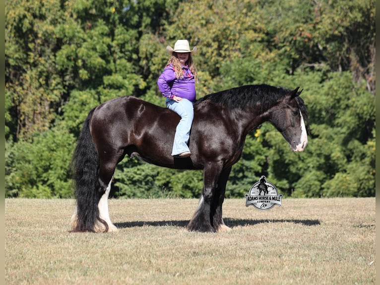 Tinker Hongre 4 Ans 152 cm Noir in Mount Vernon
