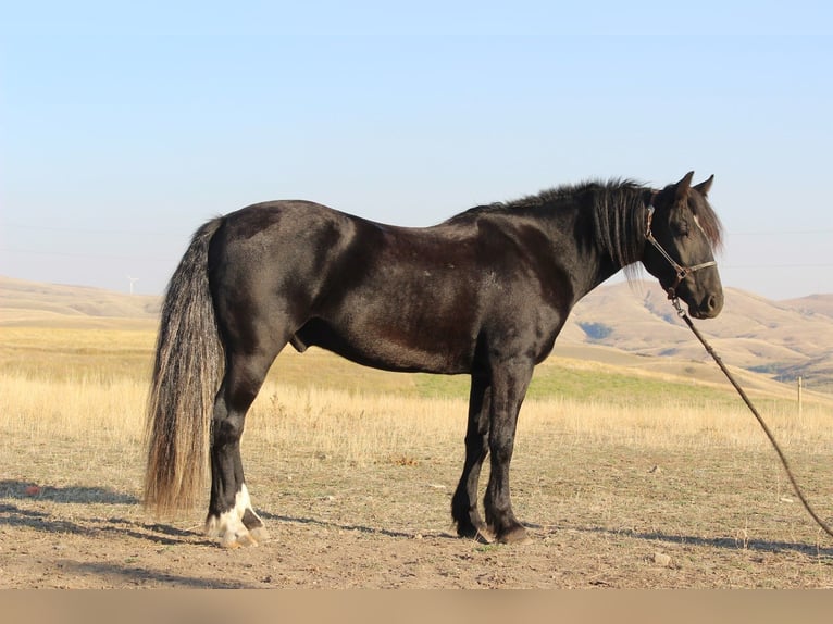 Tinker Croisé Hongre 4 Ans 152 cm Noir in Wickenburg