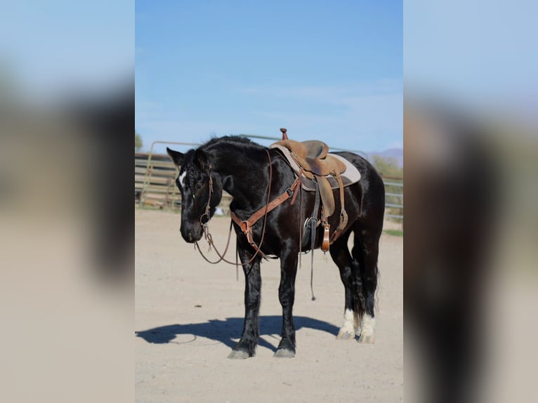 Tinker Croisé Hongre 4 Ans 152 cm Noir in Wickenburg