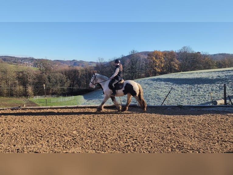 Tinker Hongre 4 Ans 152 cm Pinto in Morsbach