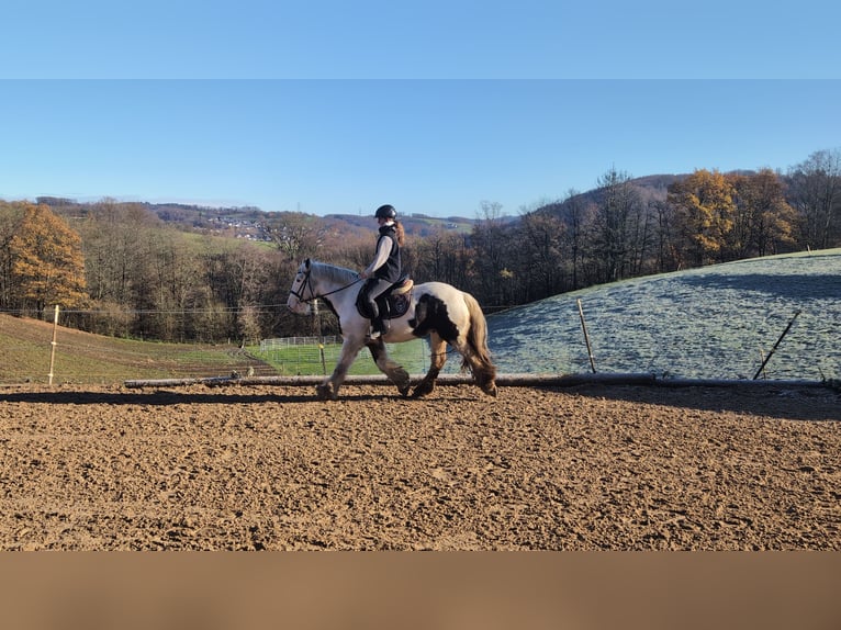 Tinker Hongre 4 Ans 152 cm Pinto in Morsbach