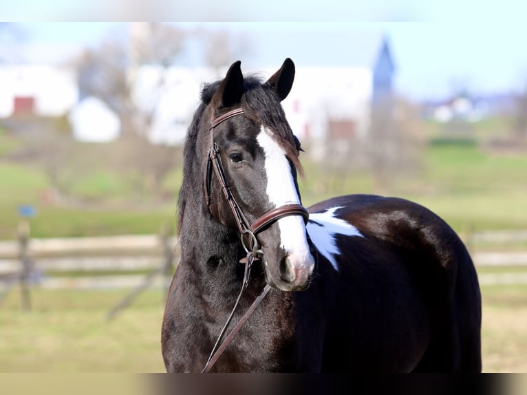 Tinker Croisé Hongre 4 Ans 152 cm Pinto in Gap