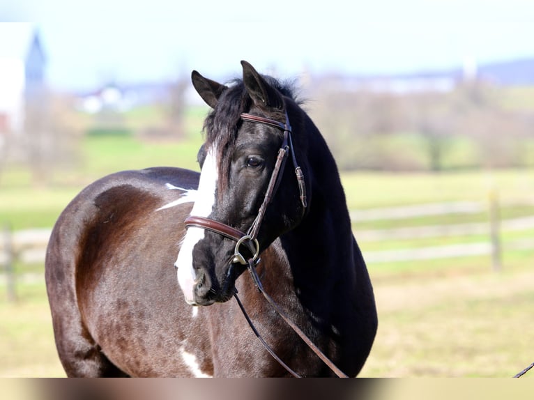 Tinker Croisé Hongre 4 Ans 152 cm Pinto in Gap