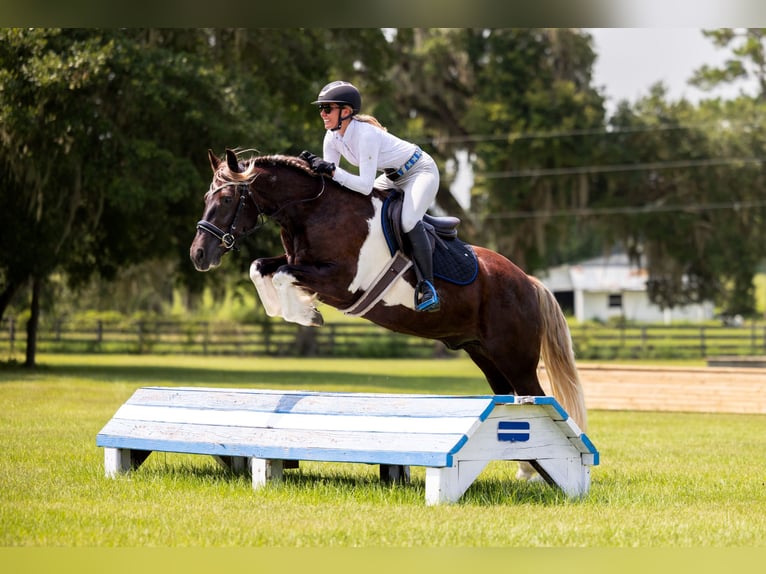 Tinker Croisé Hongre 4 Ans 152 cm Tobiano-toutes couleurs in Ocala