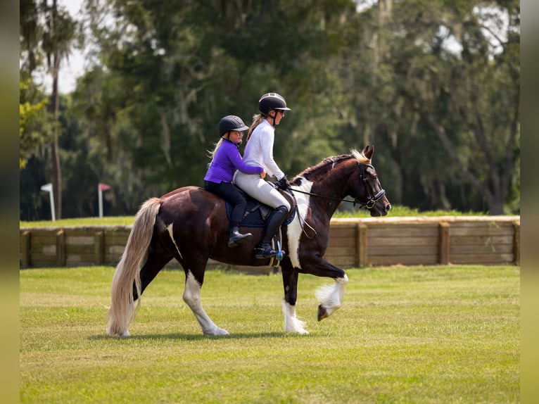 Tinker Croisé Hongre 4 Ans 152 cm Tobiano-toutes couleurs in Ocala