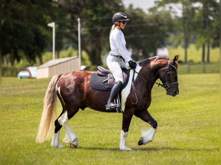 Tinker Croisé Hongre 4 Ans 152 cm Tobiano-toutes couleurs in Ocala