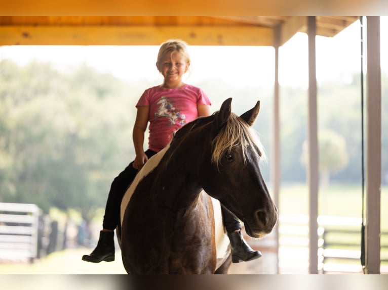 Tinker Croisé Hongre 4 Ans 152 cm Tobiano-toutes couleurs in Ocala