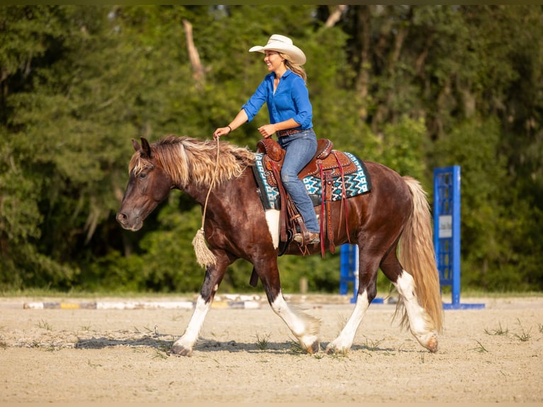 Tinker Croisé Hongre 4 Ans 152 cm Tobiano-toutes couleurs in Ocala
