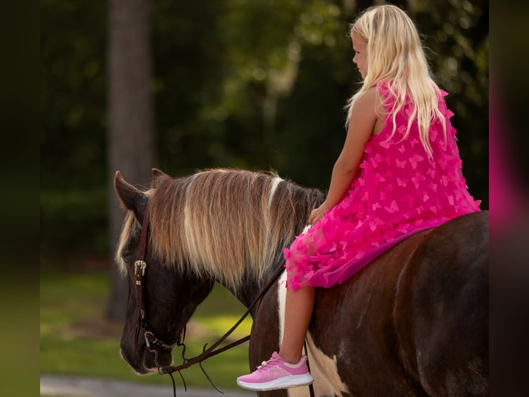 Tinker Croisé Hongre 4 Ans 152 cm Tobiano-toutes couleurs in Ocala