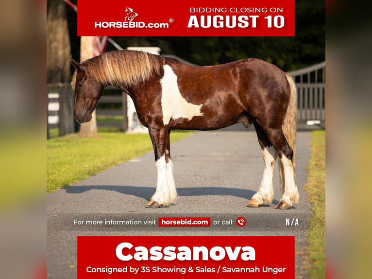 Tinker Croisé Hongre 4 Ans 152 cm Tobiano-toutes couleurs in Ocala