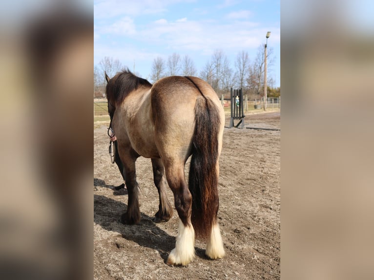 Tinker Croisé Hongre 4 Ans 160 cm Grullo in Perkasie