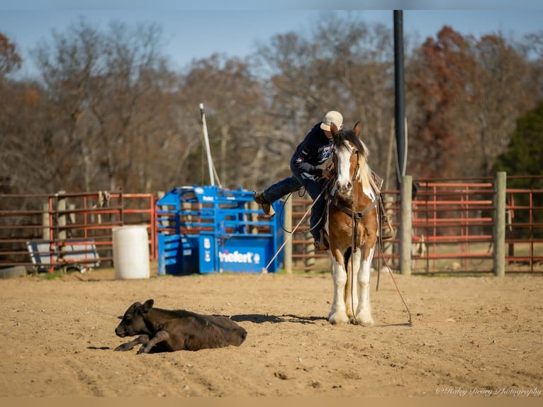 Tinker Croisé Hongre 4 Ans 160 cm Pinto in Auburn