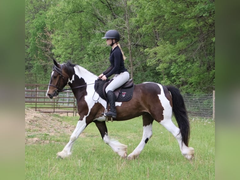 Tinker Croisé Hongre 4 Ans 163 cm Pinto in Howell