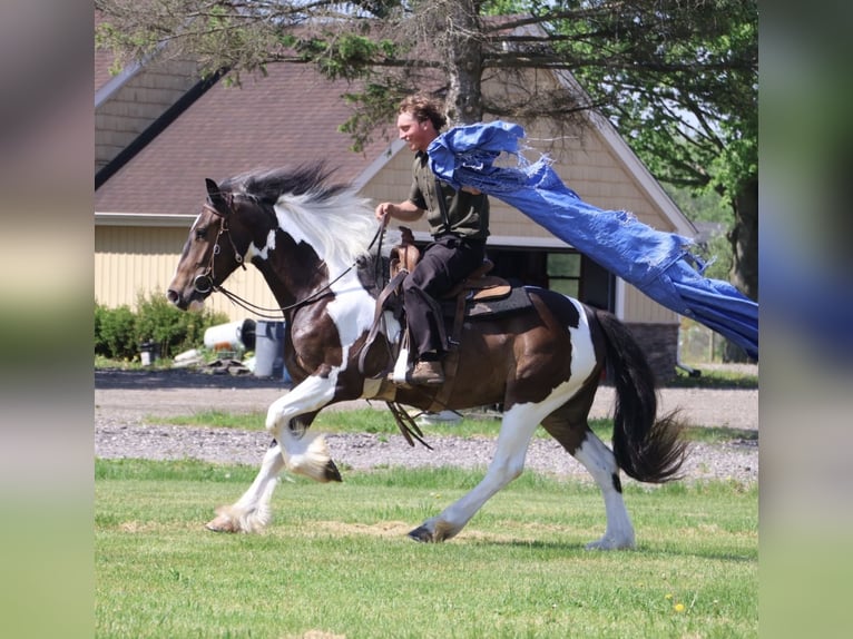 Tinker Croisé Hongre 4 Ans 163 cm Pinto in Howell
