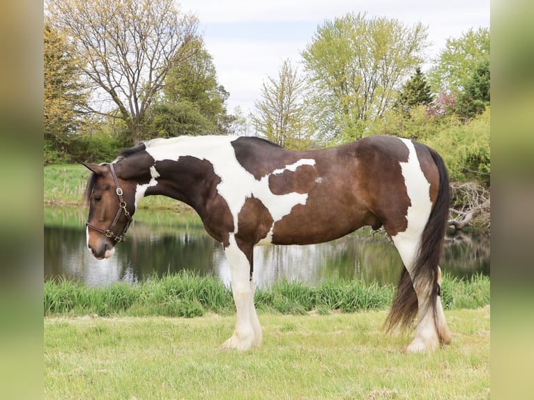 Tinker Croisé Hongre 4 Ans 163 cm Pinto in Howell