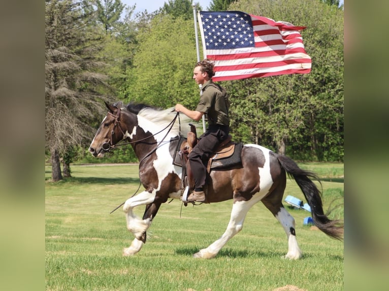 Tinker Croisé Hongre 4 Ans 163 cm Pinto in Howell