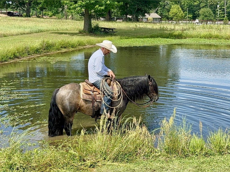 Tinker Croisé Hongre 4 Ans Buckskin in Bloomburg