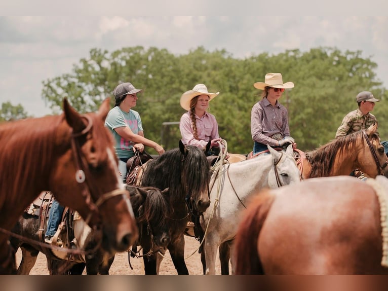 Tinker Croisé Hongre 4 Ans Buckskin in Bloomburg
