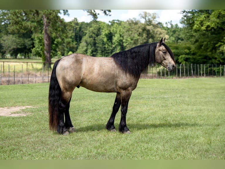 Tinker Croisé Hongre 4 Ans Buckskin in Bloomburg