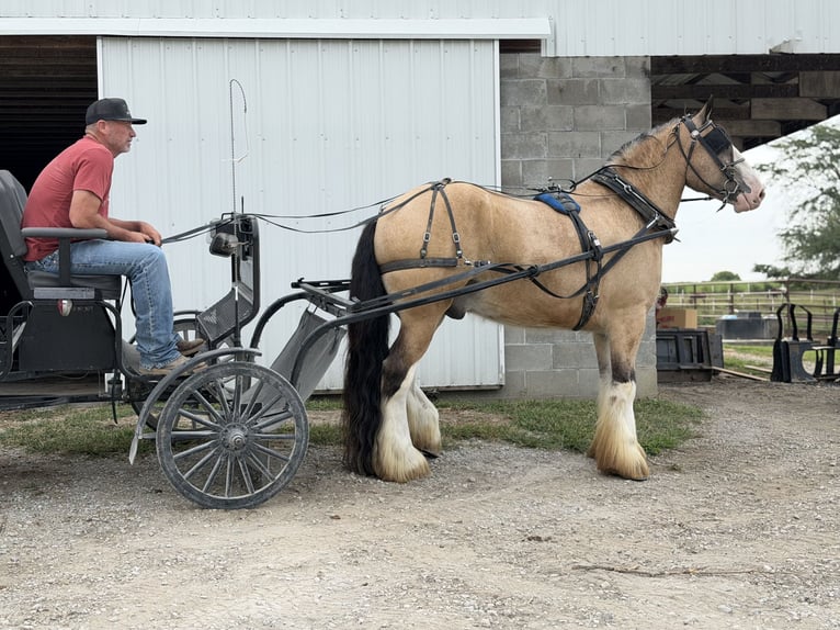 Tinker Hongre 4 Ans Buckskin in Bloomburg