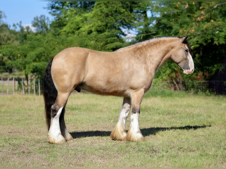 Tinker Hongre 4 Ans Buckskin in Bloomburg