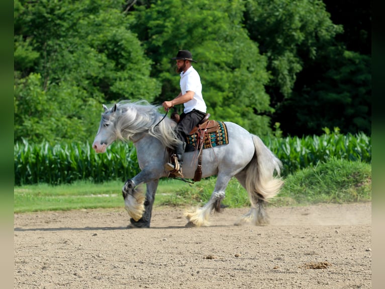Tinker Hongre 4 Ans Gris in Syracuse