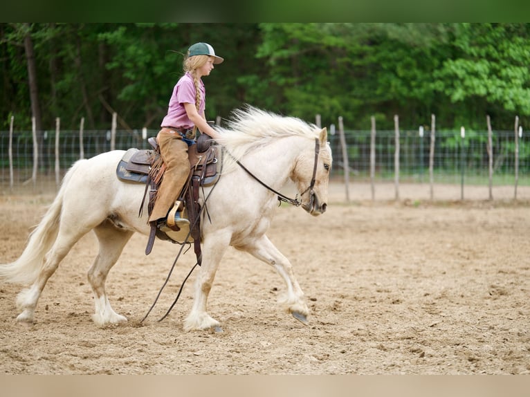 Tinker Croisé Hongre 4 Ans Palomino in Bloomburg