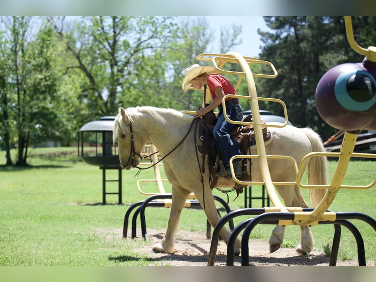 Tinker Croisé Hongre 4 Ans Palomino in Bloomburg